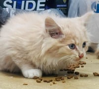 zz "Jaspurr" courtesy listing - Photo 1