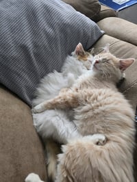 zz "Jaspurr" courtesy listing - Photo 2