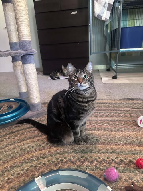 COMET - Tabby / Domestic Short Hair available for adoption