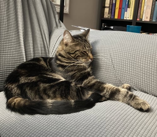 COMET - Tabby / Domestic Short Hair available for adoption
