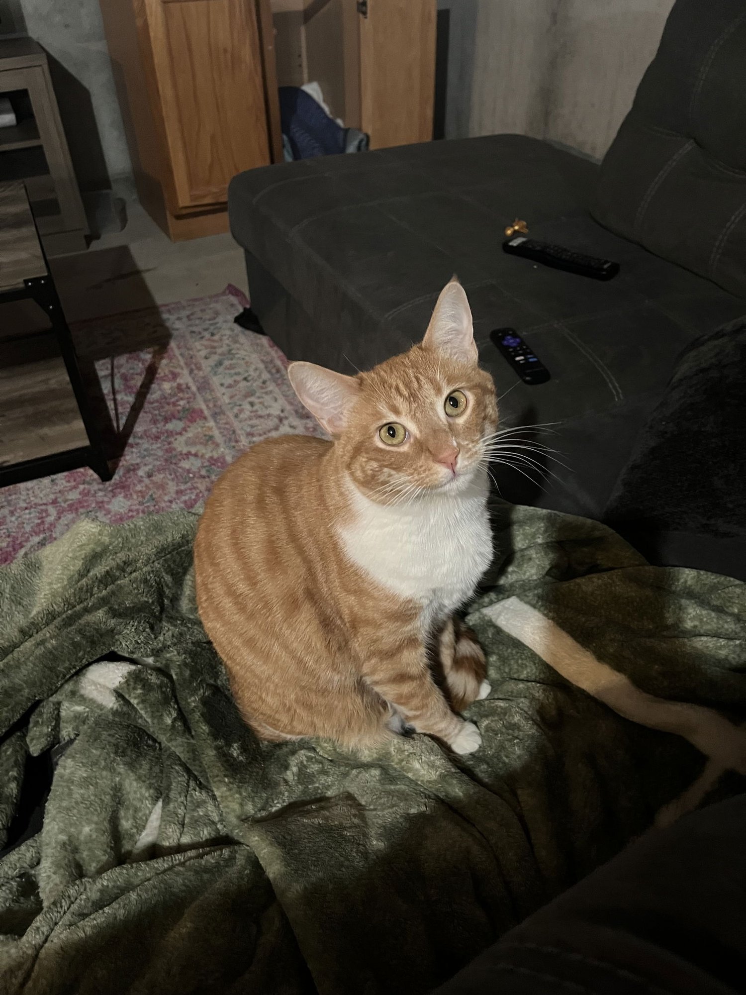 ZZ "SUNSHINE" COURTESY LISTING - Tabby available for adoption