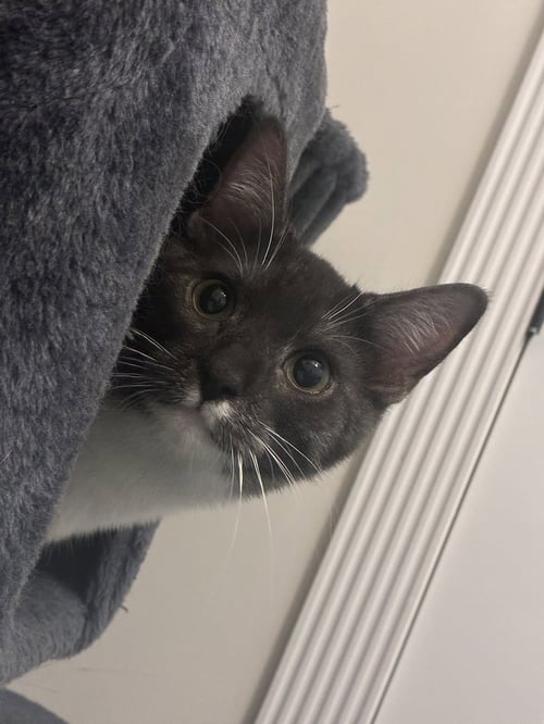 WALLY - Tuxedo / Domestic Short Hair available for adoption