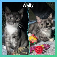 Wally - Photo 5