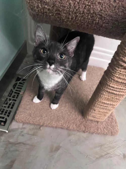 WALLY - Tuxedo / Domestic Short Hair available for adoption