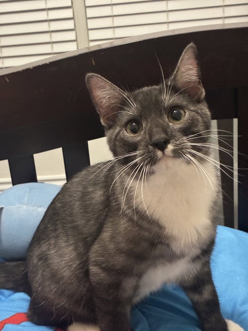 WALLY - Tuxedo / Domestic Short Hair available for adoption