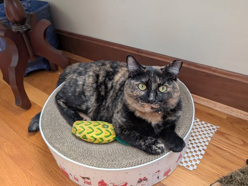 ZZ "PENNY" COURTESY LISTING - Tortoiseshell available for adoption