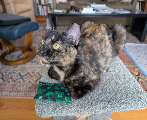 ZZ "PENNY" COURTESY LISTING - Tortoiseshell available for adoption