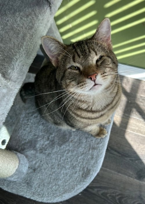 BUDDY - Domestic Short Hair available for adoption