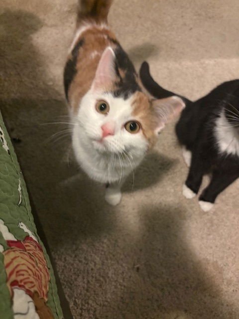 ZZ "JEANNIE" COURTESY LISTING - Calico available for adoption