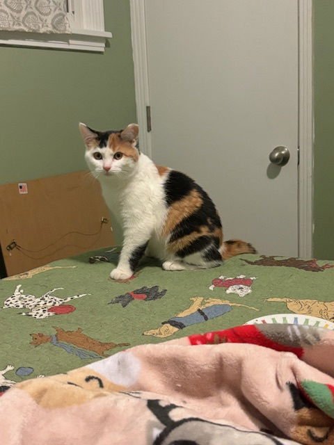 ZZ "JEANNIE" COURTESY LISTING - Calico available for adoption