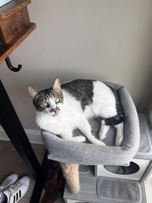 ZZ "KEVIN" COURTESY LISTING - Domestic Medium Hair available for adoption