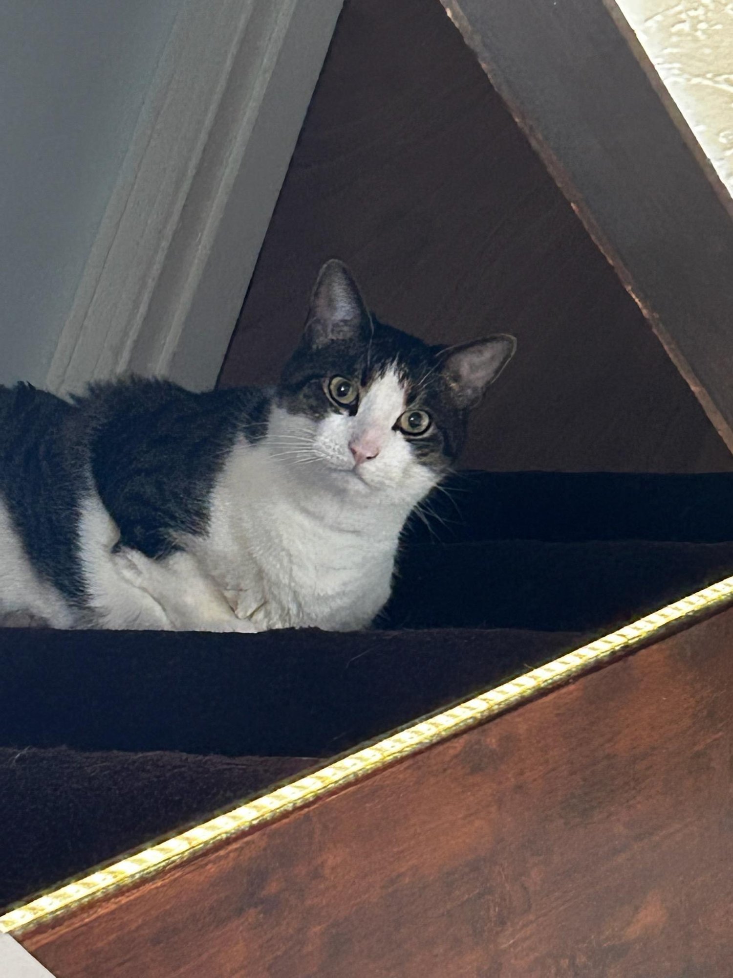 ZZ "MICKEY" COURTESY LISTING - Tabby available for adoption