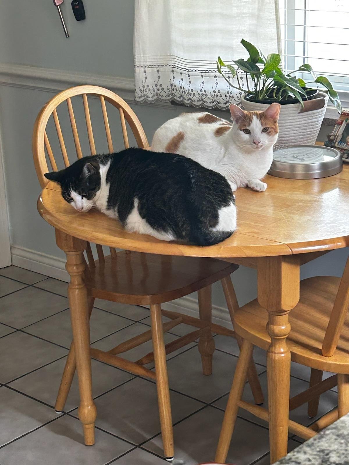 ZZ "MICKEY" COURTESY LISTING - Tabby available for adoption