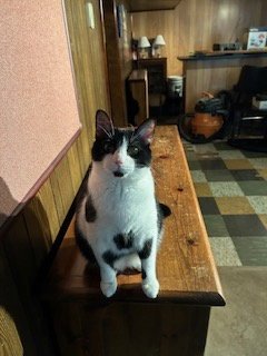 ZZ "MORTY" COURTESY LISTING - Domestic Short Hair available for adoption
