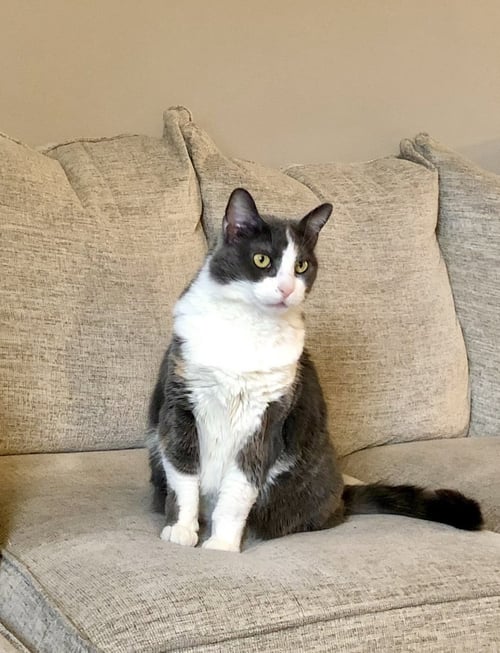 ZZ "MITTENS" COURTESY LISTING - Domestic Short Hair available for adoption