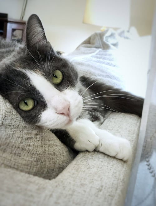 ZZ "MITTENS" COURTESY LISTING - Domestic Short Hair available for adoption