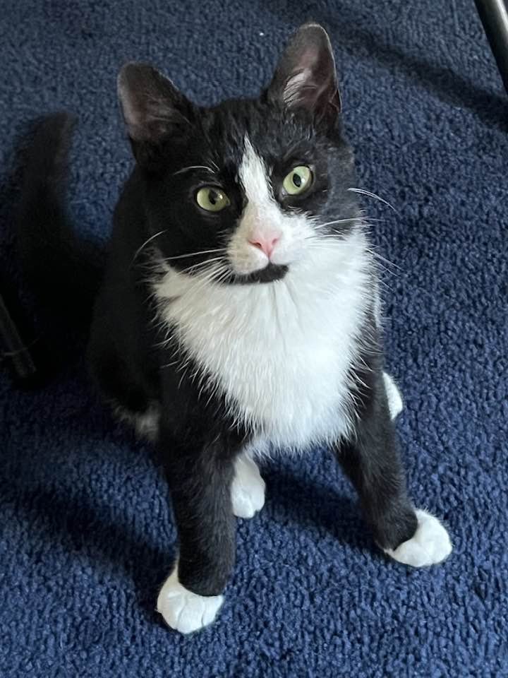 FRIA - Tuxedo / Domestic Short Hair available for adoption