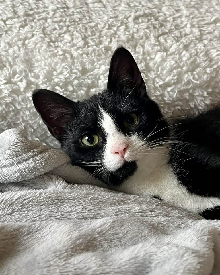 FRIA - Tuxedo / Domestic Short Hair available for adoption