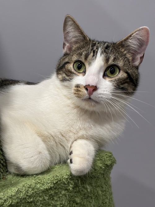 LUCKY - Domestic Short Hair available for adoption