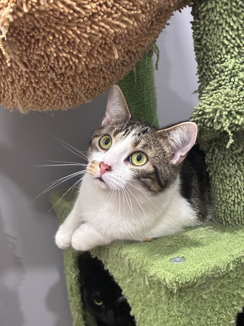 LUCKY - Domestic Short Hair available for adoption