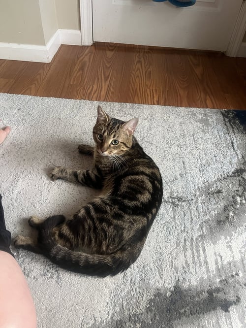 ZZ "DIGIT" COURTESY LISTING - Tabby available for adoption