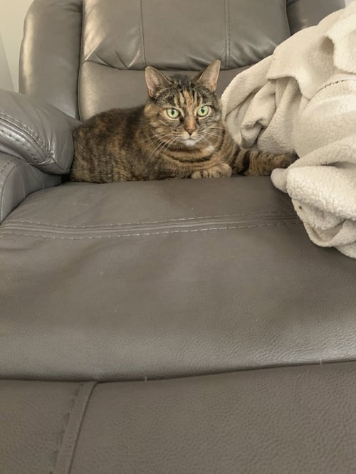 ZZ "MRS. BIGGLESWORTH" COURTESY LISTING - Torbie available for adoption
