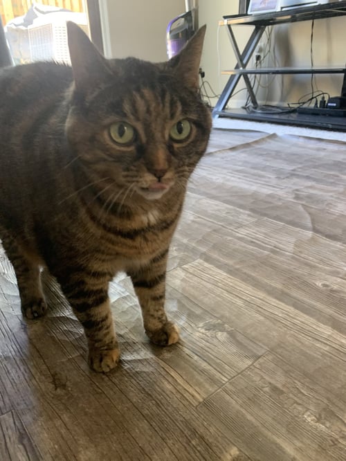 ZZ "MRS. BIGGLESWORTH" COURTESY LISTING - Torbie available for adoption