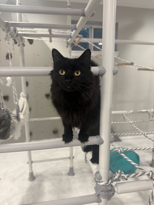 BIRDIE - Domestic Long Hair available for adoption
