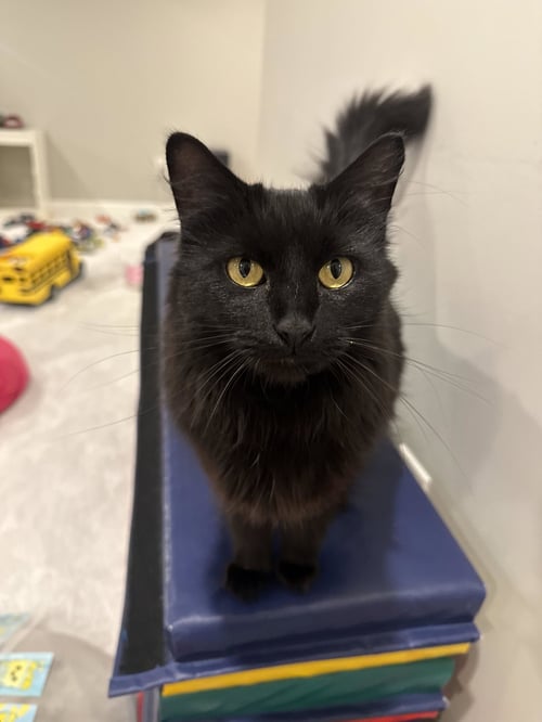 BIRDIE - Domestic Long Hair available for adoption