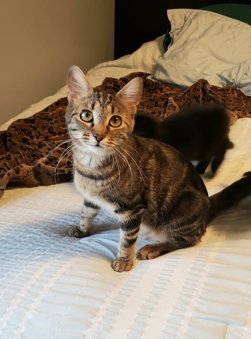 DUTCHESS - Tabby / Domestic Short Hair available for adoption