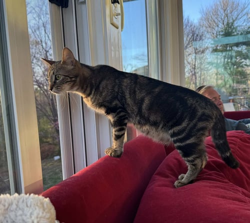 DUTCHESS - Tabby / Domestic Short Hair available for adoption