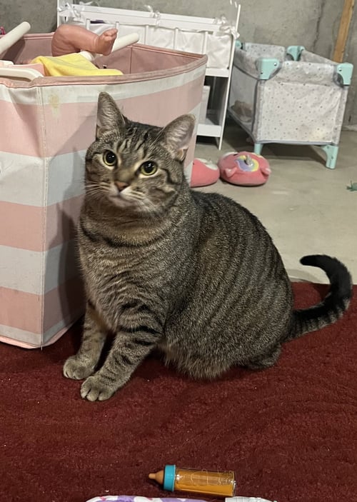 ZZ "ALMOND" COURTESY LISTING - Tabby available for adoption