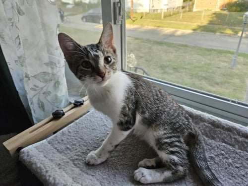 ZZ "TJ" COURTESY LISTING - Tabby available for adoption