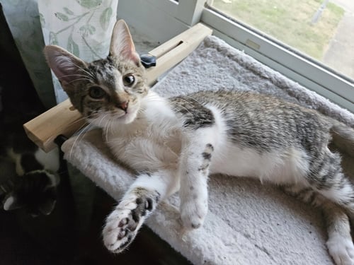 ZZ "TJ" COURTESY LISTING - Tabby available for adoption