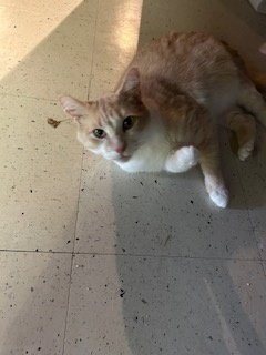 ZZ "AJAX" COURTESY LISTING - Tabby available for adoption
