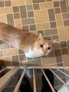 ZZ "AJAX" COURTESY LISTING - Tabby available for adoption