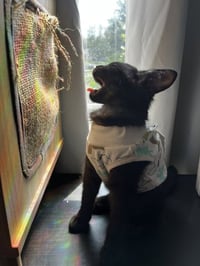 Pepita - Photo 5