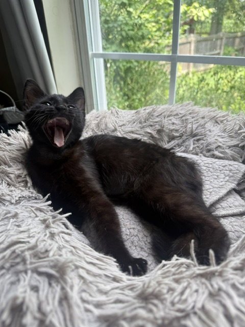 PEPITA - Domestic Short Hair available for adoption