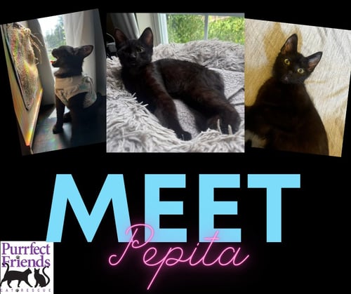 PEPITA - Domestic Short Hair available for adoption