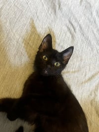Pepita - Photo 3