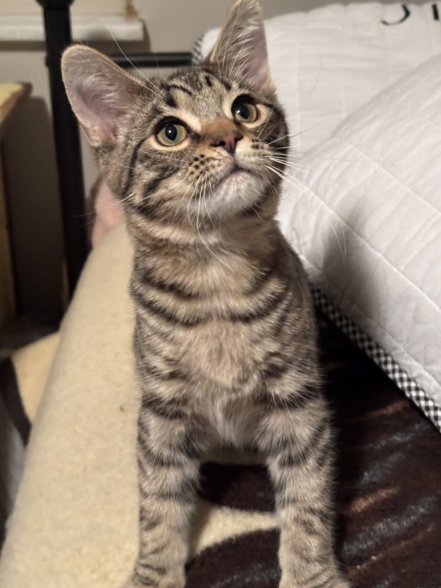 GIZMO - Domestic Short Hair available for adoption