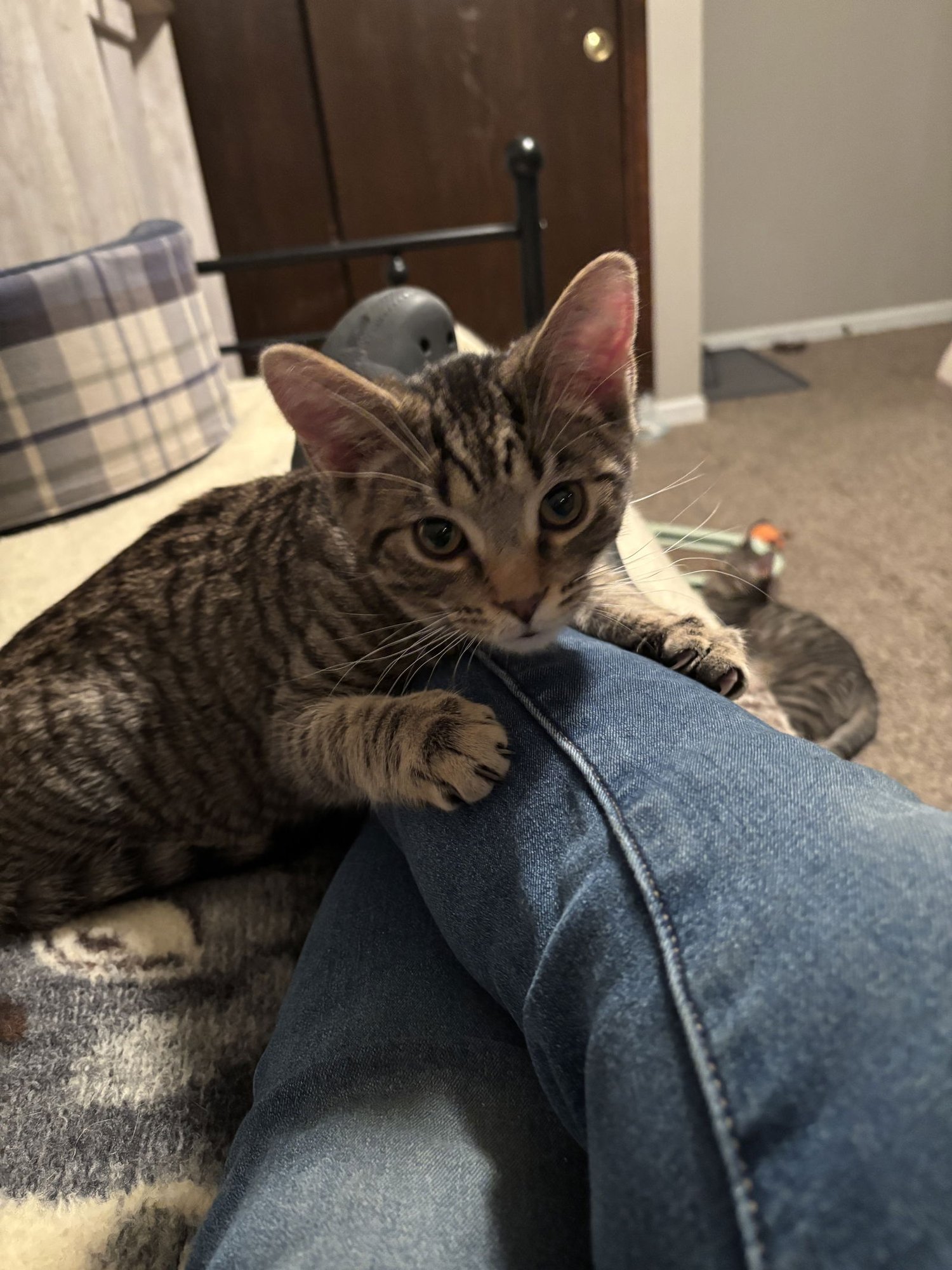 GIZMO - Domestic Short Hair available for adoption