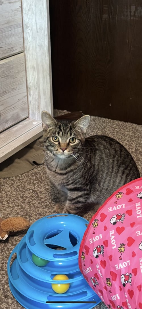 GIZMO - Domestic Short Hair available for adoption
