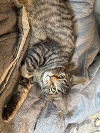 Gizmo - Photo 2