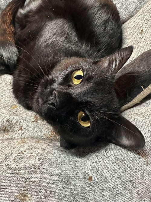 KOSMO - Domestic Short Hair available for adoption