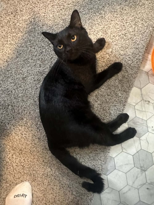 KOSMO - Domestic Short Hair available for adoption