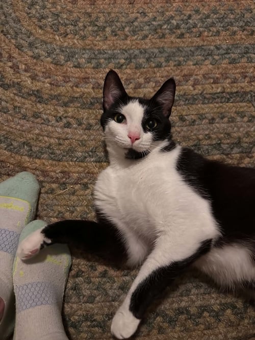 ZAC - Domestic Short Hair available for adoption