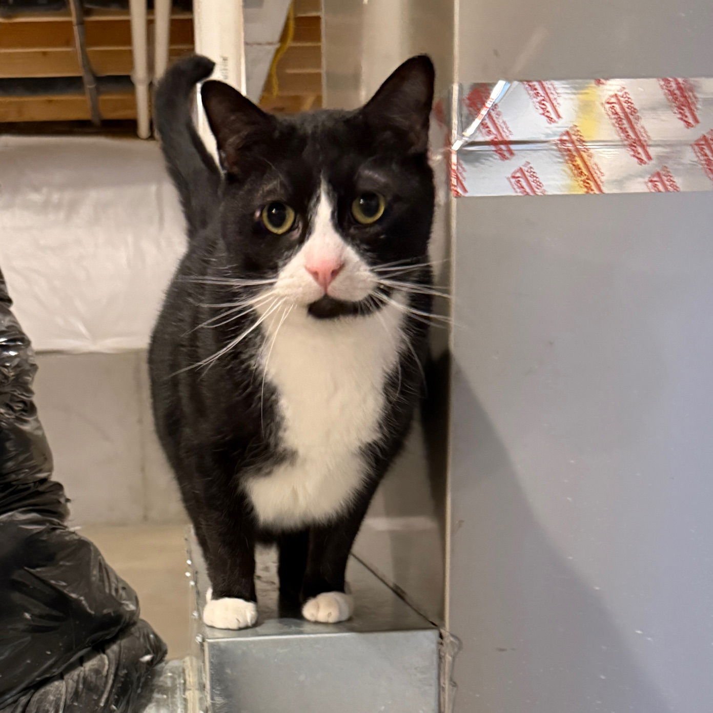 ZZ "KUNAI" COURTESY LISTING - Tuxedo available for adoption