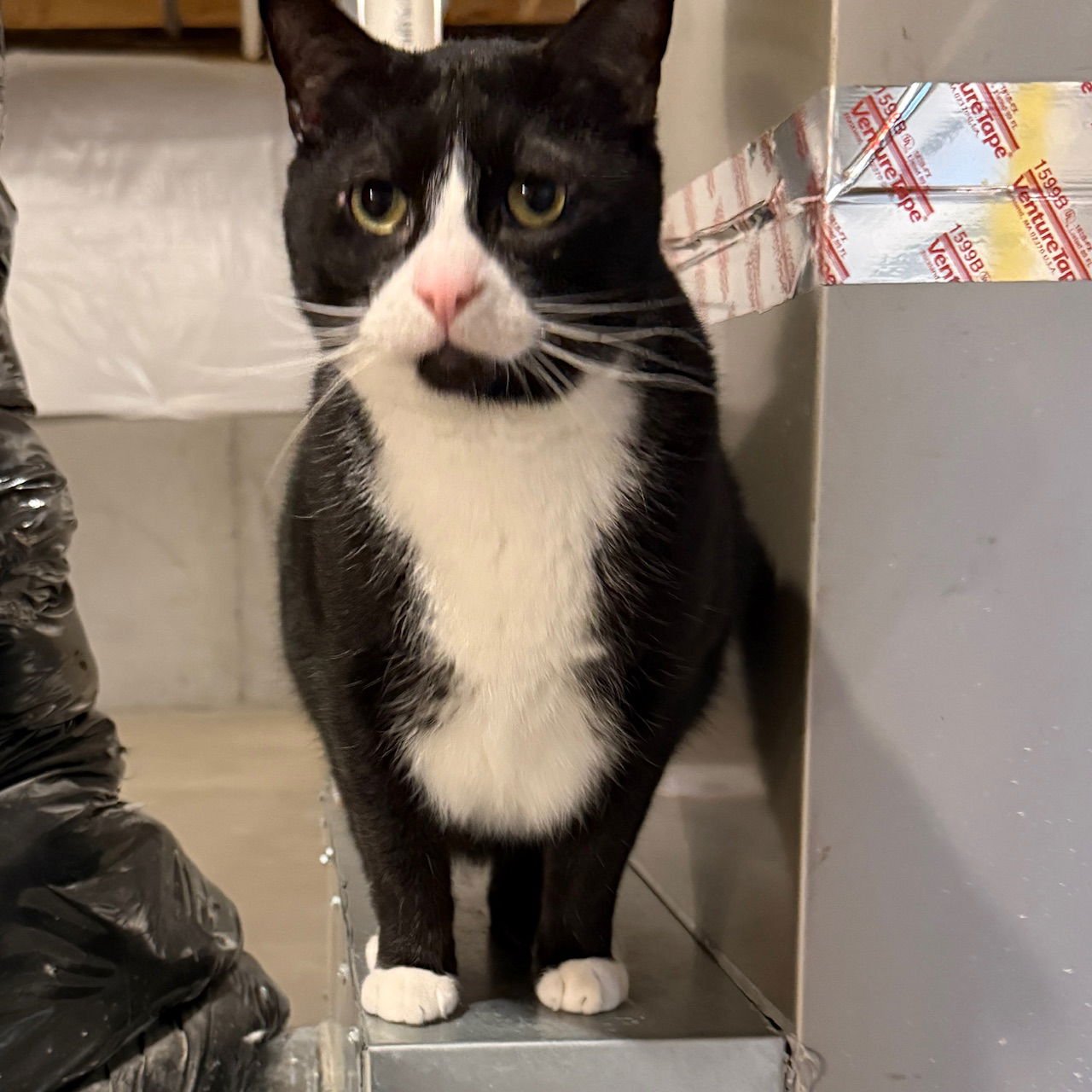 ZZ "KUNAI" COURTESY LISTING - Tuxedo available for adoption