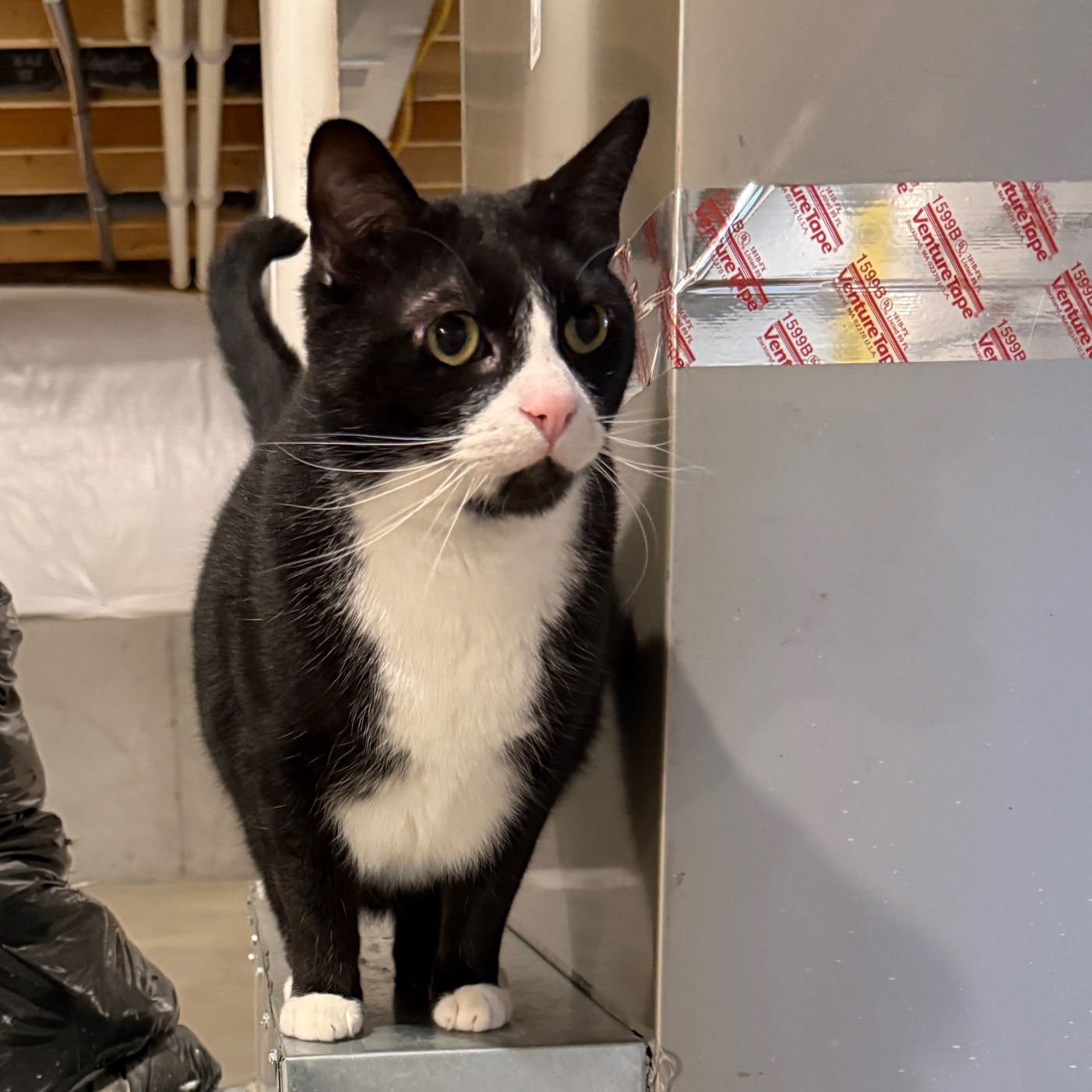 zz "Kunai" courtesy listing - Photo 3